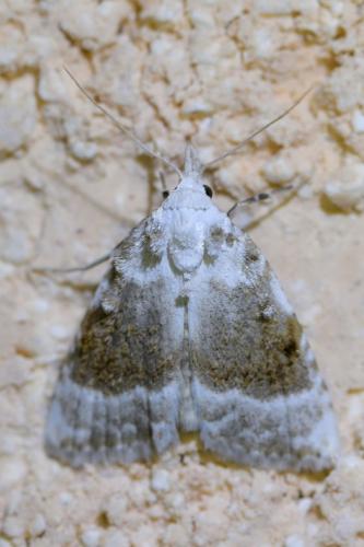 Réf. 335 678 : Meganola albula